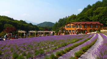 香草岛乐园薰衣草治愈庆典