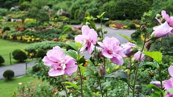 晨静树木园木槿花庆典